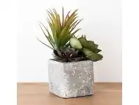 LivingStyles Sora Succulents in Square Stone Planter offer