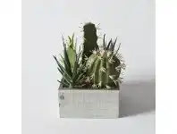 LivingStyles Sora Cactus in Wood Crate offer
