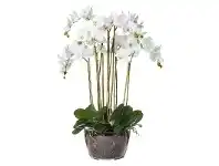 LivingStyles Artificial Phalaenopsis in Classic Bowl, Extra Large offer