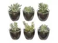 LivingStyles Artificial Sedum Echeveria in Glass Pot Set, Assort of 6 offer