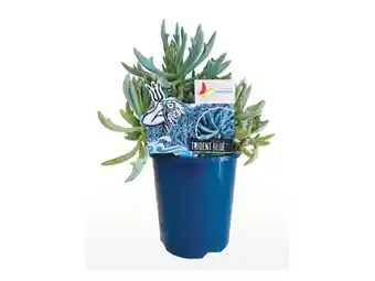 Senecio trident blue