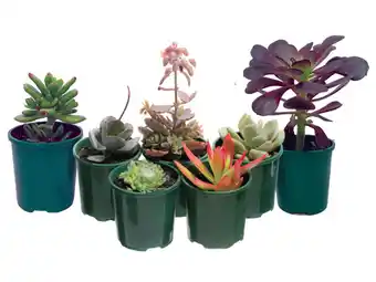 Stratco Succulents assorted offer
