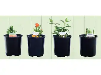 Stratco Garden starters offer