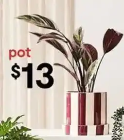 Kmart pot offer