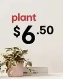 Kmart plant offer