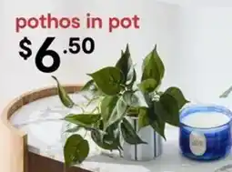 Kmart pothos in pot offer