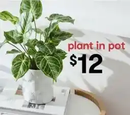 Kmart plant in pot offer