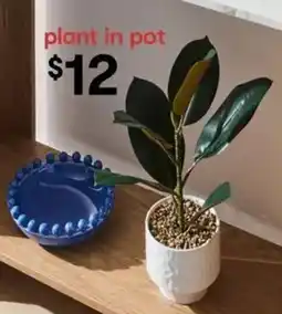 Kmart plant in pot offer