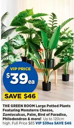 Spotlight The Green Room Large Potted Plants offer