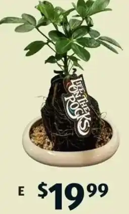 ALDI My Desk Rock Plant offer
