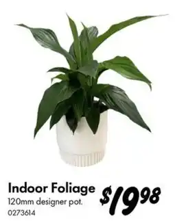Bunnings Indoor Foliage offer