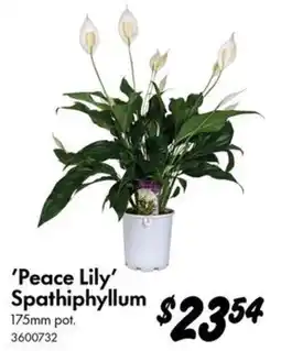 Bunnings Peace Lily Spathiphyllum offer