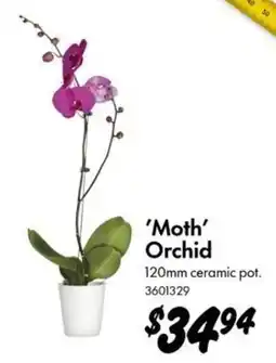 Bunnings 'Moth' Orchid offer