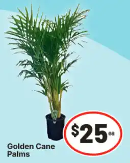 IGA Golden Cane Palms offer