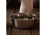 Pet stock Buddy & Belle Stainless Steel Bowl, Charcoal Base offer