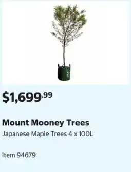 Costco Mount Mooney Trees Japanese Maple Trees offer