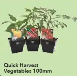 Ritchies Quick Harvest Vegetables 100mm offer