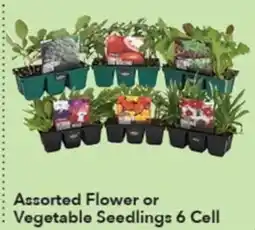 Ritchies Assorted Flower or Vegetable Seedlings 6 Cell offer