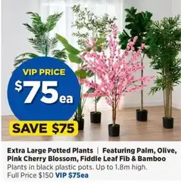 Spotlight Extra Large Potted Plants offer