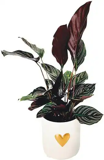 Potted Foliage Decoration