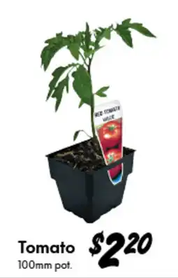 Bunnings Tomato offer