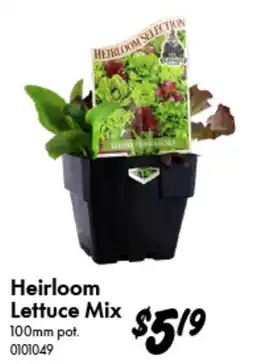 Bunnings Heirloom Lettuce Mix offer