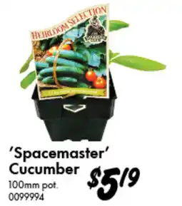 Bunnings Heirloom Selection 'Spacemaster' Cucumber offer