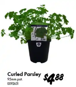 Bunnings Curled Parsley offer