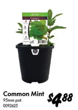 Bunnings Common Mint offer