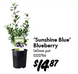 Bunnings Sunshine Blue Blueberry offer