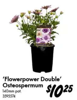 Bunnings Flowerpower Double Osteospermum offer
