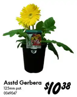 Bunnings Asstd Gerbera offer