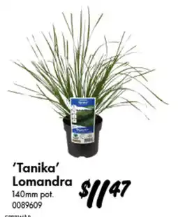 Bunnings 'Tanika' Lomandra offer
