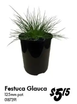 Bunnings Festuca Glauca offer