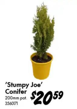 Bunnings 'Stumpy Joe' Conifer offer