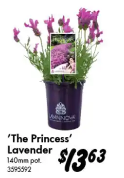 Bunnings The Princess' Lavender offer