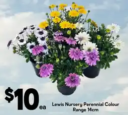 Drakes Lewis Nursery Perennial Colour Range offer