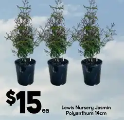 Drakes Lewis Nursery Jasmin Polyanthum offer