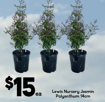 Lewis Nursery Jasmin Polyanthum