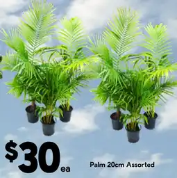 Drakes Palm 20cm Assorted offer