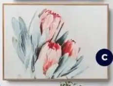 Spotlight KOO Protea offer