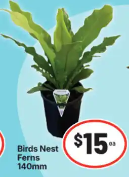 IGA Birds Nest Ferns offer