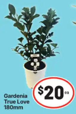 IGA Gardenia True Love offer
