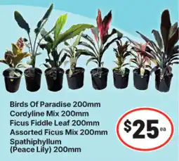 IGA Birds Of Paradise Cordyline Mix Ficus Fiddle Leaf Assorted Ficus Mix Spathiphyllum (Peace Lily) offer