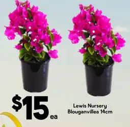 Drakes Lewis Nursery Blouganvillea 14cm offer
