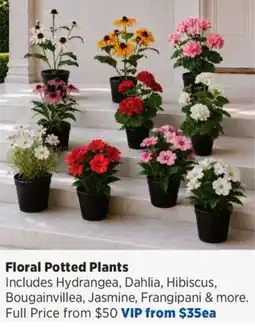 Spotlight Floral Potted Plants offer