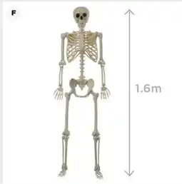Spotlight Lifesize 1.6m Skeleton offer
