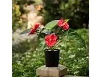 LivingStyles Artificial Three Head Flamingo Lily Plant offer