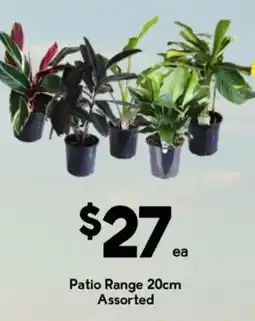 Drakes Patio Range 20cm Assorted offer