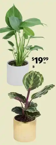 ALDI Indoor Plant in Decorative Pot offer